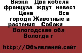  Вязка ! Два кобеля француза ,ждут  невест.. › Цена ­ 11 000 - Все города Животные и растения » Собаки   . Вологодская обл.,Вологда г.